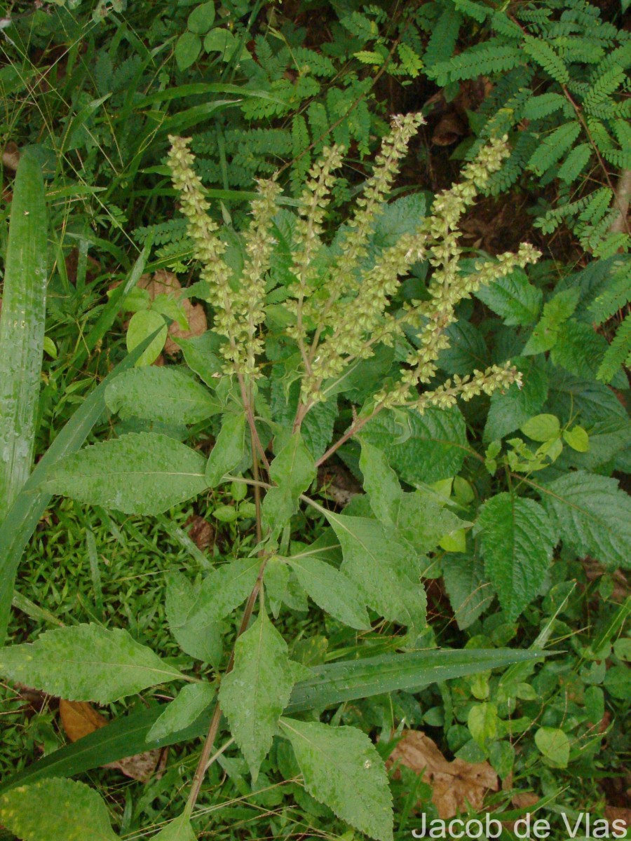 Ocimum gratissimum L.